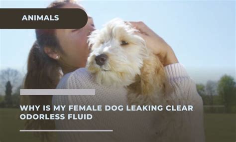 why is my dogs nipples leaking clear fluid|Female Dog Leaking Clear Fluid: Causes and Solutions